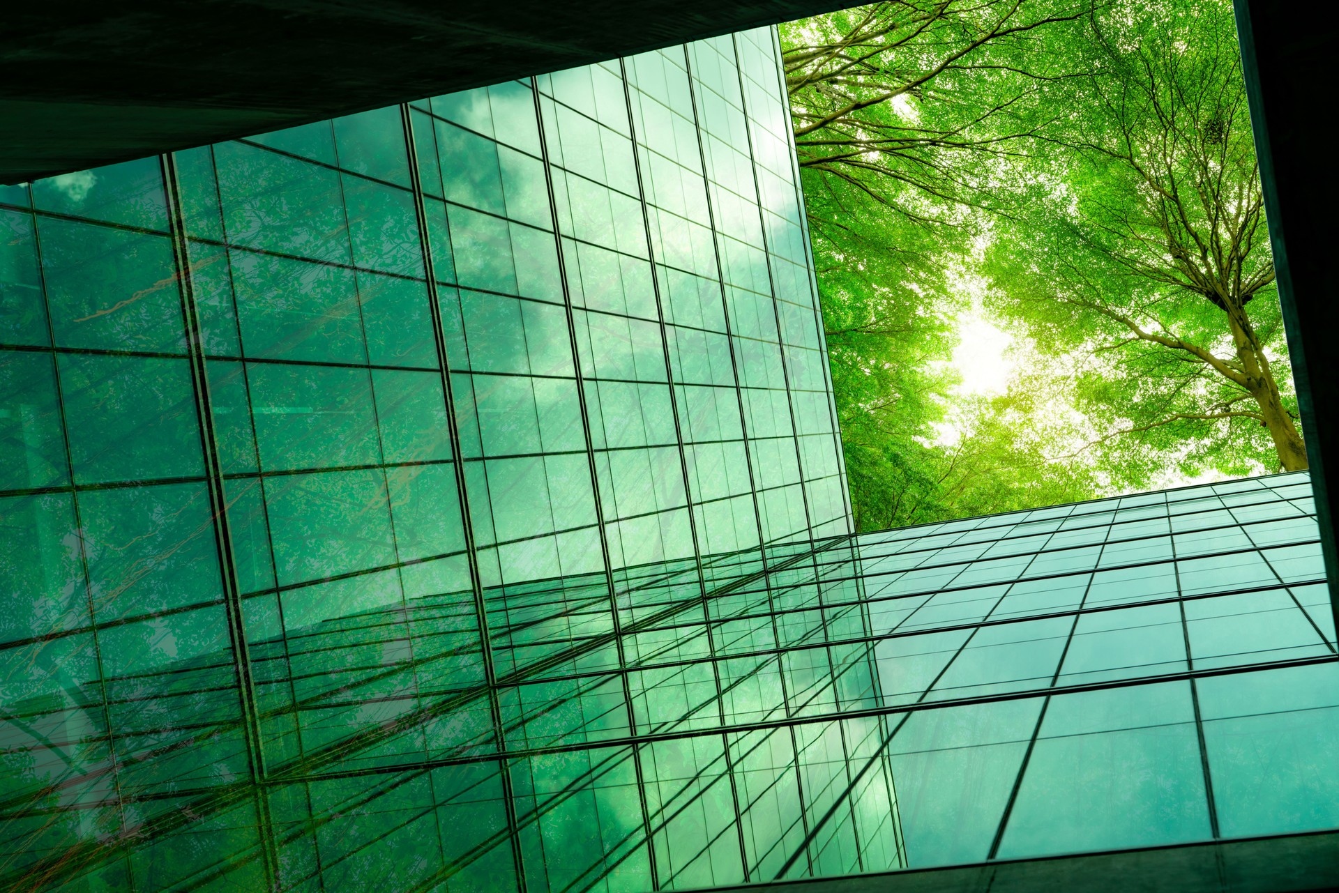 Eco-friendly building in the modern city. Green tree branches with leaves and sustainable glass building for reducing heat and carbon dioxide. Office building with green environment. Go green concept. Eco-friendly building in the modern city. Green tree branches with leaves and sustainable glass building for reducing heat and carbon dioxide. Office building with green environment. Go green concept.
